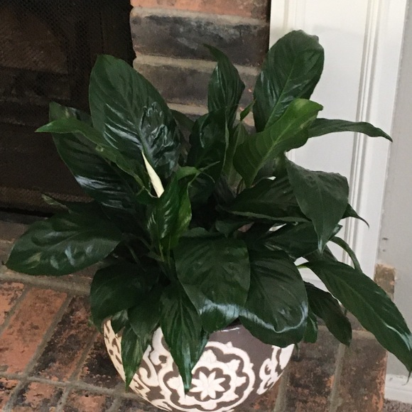 Meet your Posher, Erica - Picture 1 of 1